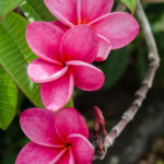 Group of Orchid Tree Flowers StCroixFlower